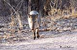 Javelina Bosque New Mexico Dec 2021